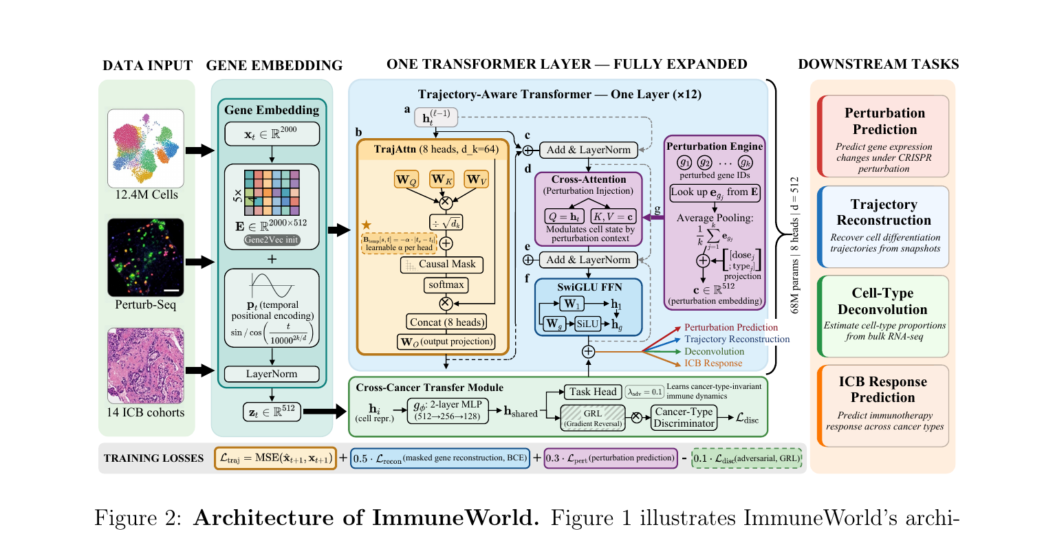 ImmuneWorld architecture: Gene Embedding → Trajectory-Aware Transformer → 4 Task Heads